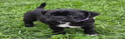 Mixed Breed dogs for sale: Poppy  - Ad 6