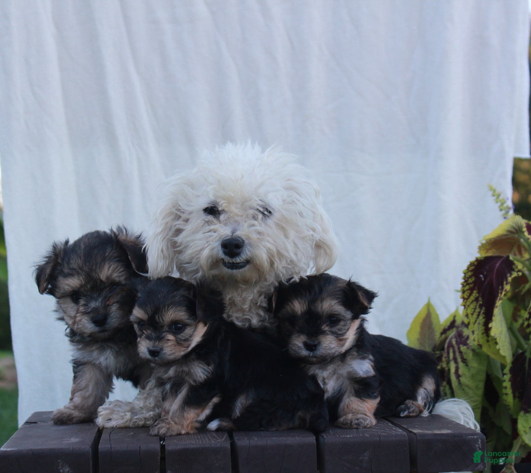 Yochon dogs for sale: Racal - Ad 5