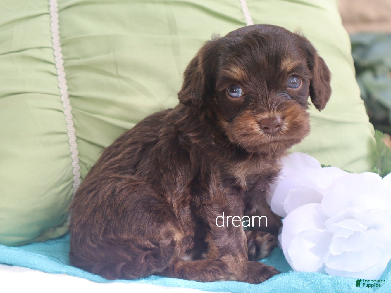 Cavapoo dogs Shilo - Ad 1