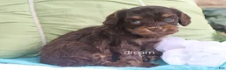 Cavapoo dogs for sale: Shilo - Ad 1