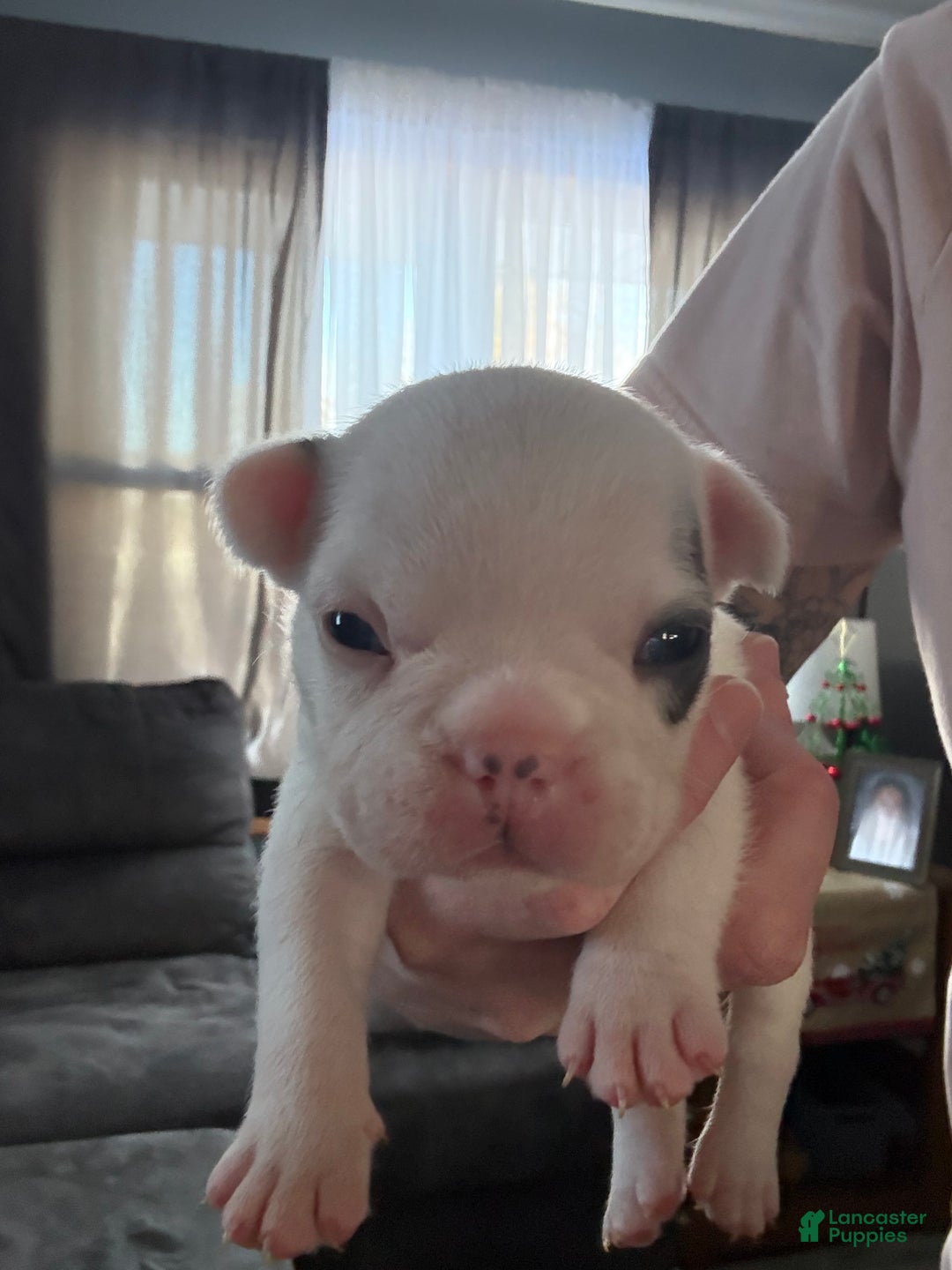 French Bulldog dogs for sale: French Bulldog Puppy 3 - Ad 2
