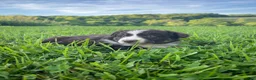 Australian Shepherd dogs for sale: Lori - Ad 5