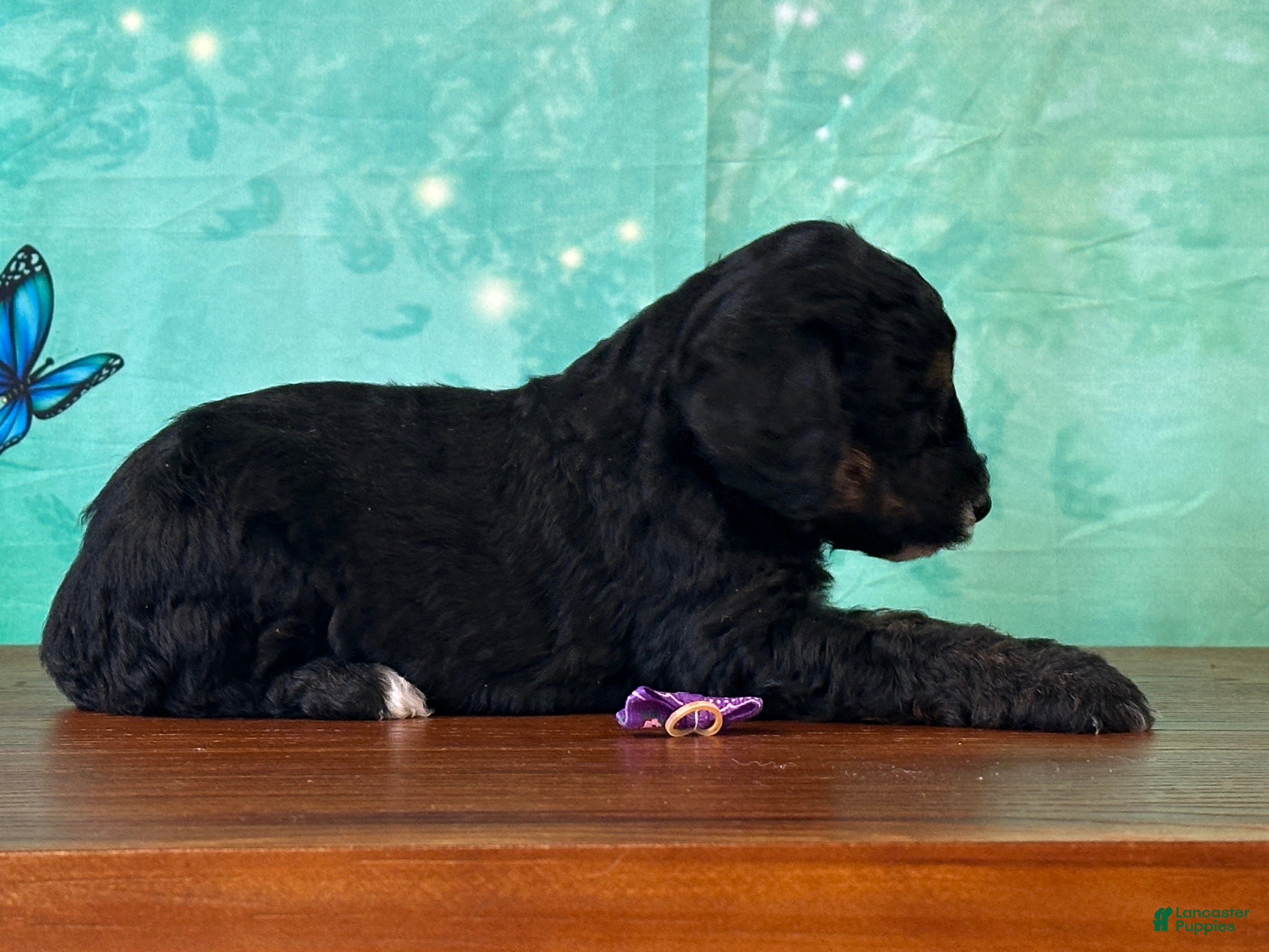 Miniature Poodle dogs Minnie - Ad 1