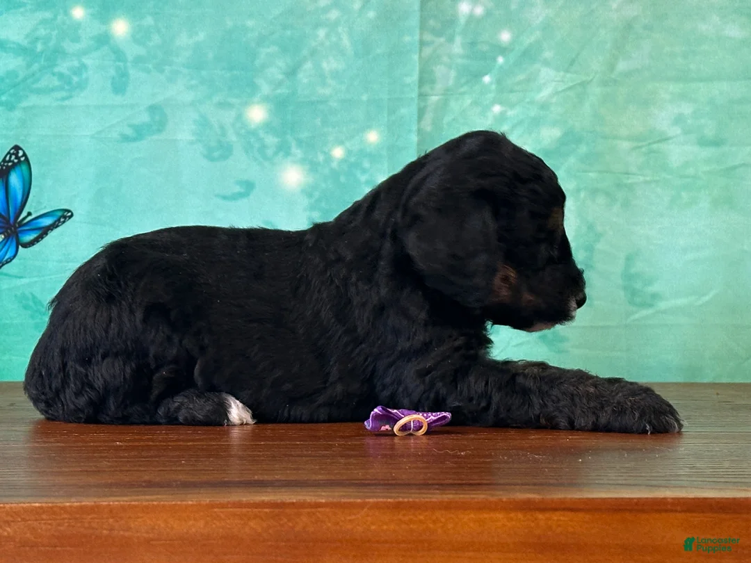 Miniature Poodle dogs for sale: Minnie - Ad 1