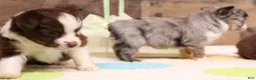 Toy Australian Shepherd dogs for sale: Fairy blue merle Toy Aussie f - Ad 2