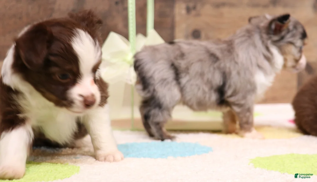 Toy Australian Shepherd dogs for sale: Fairy blue merle Toy Aussie f - Ad 2
