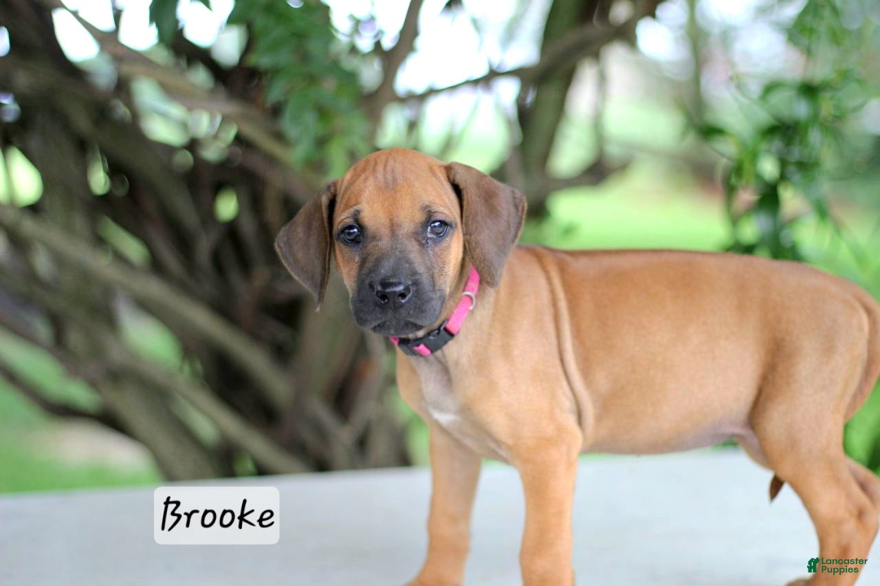 Brooke