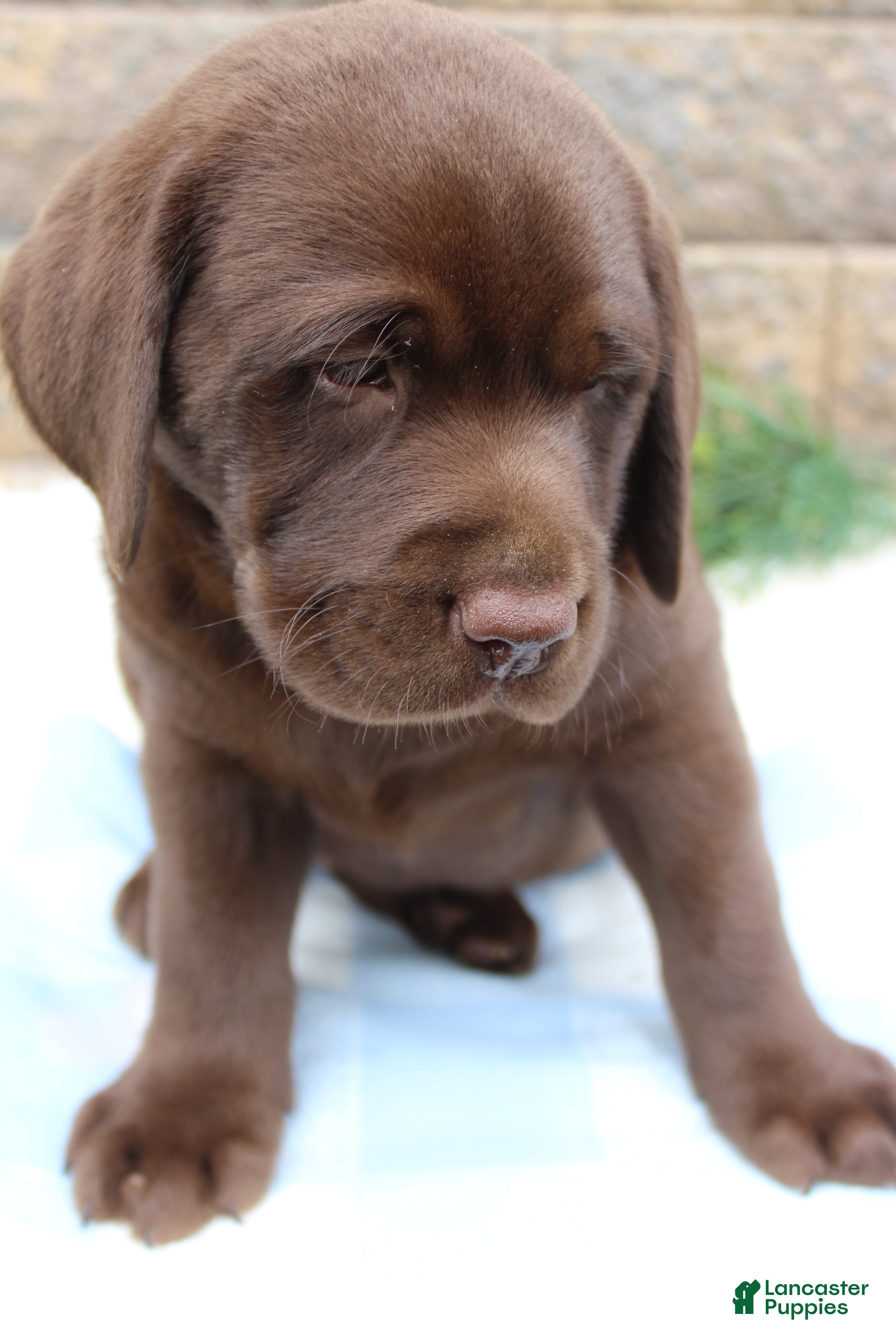 Labrador Retriever dogs Buster - Ad 2