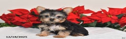 Yorkshire Terrier dogs for sale: Haley - Ad 1