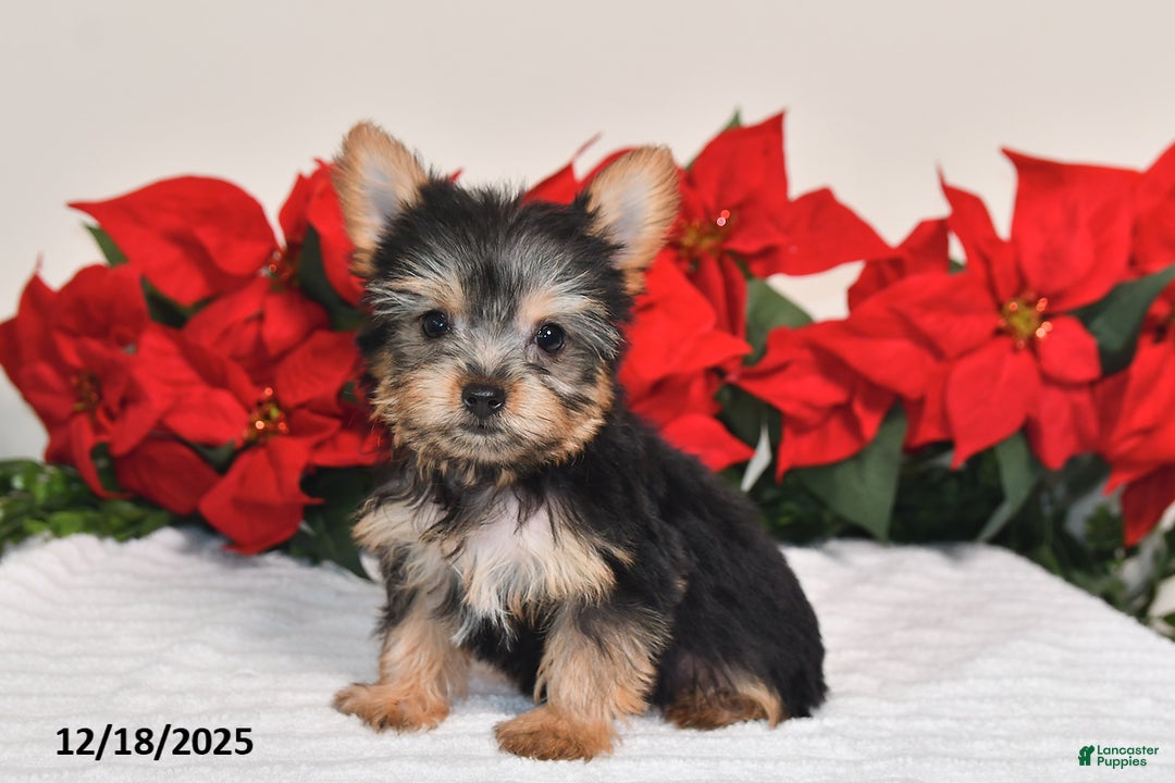 Yorkshire Terrier dogs for sale: Haley - Ad 1