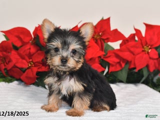 Yorkshire Terrier dogs Haley - Ad 30