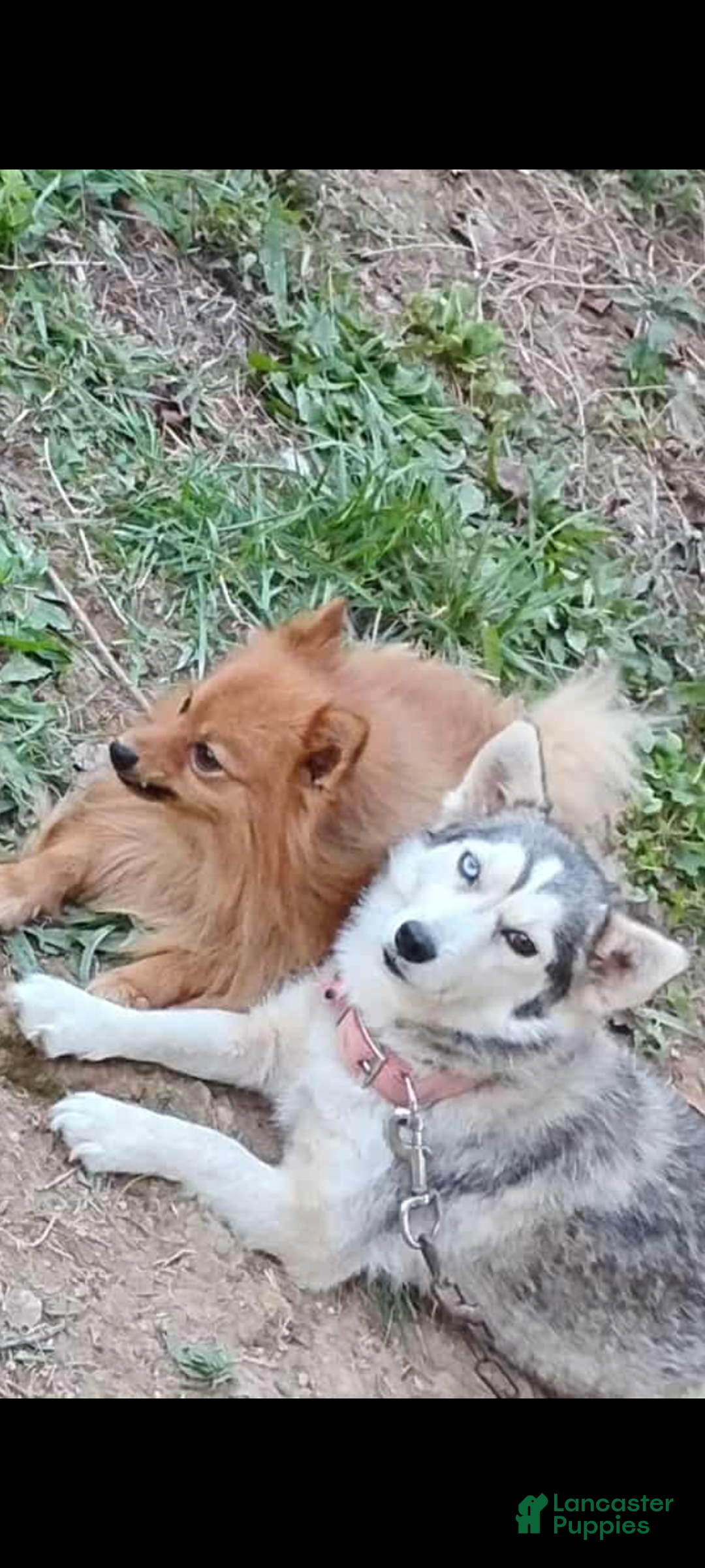 Pomsky dogs for sale: Pomsky Puppy 1 - Ad 8