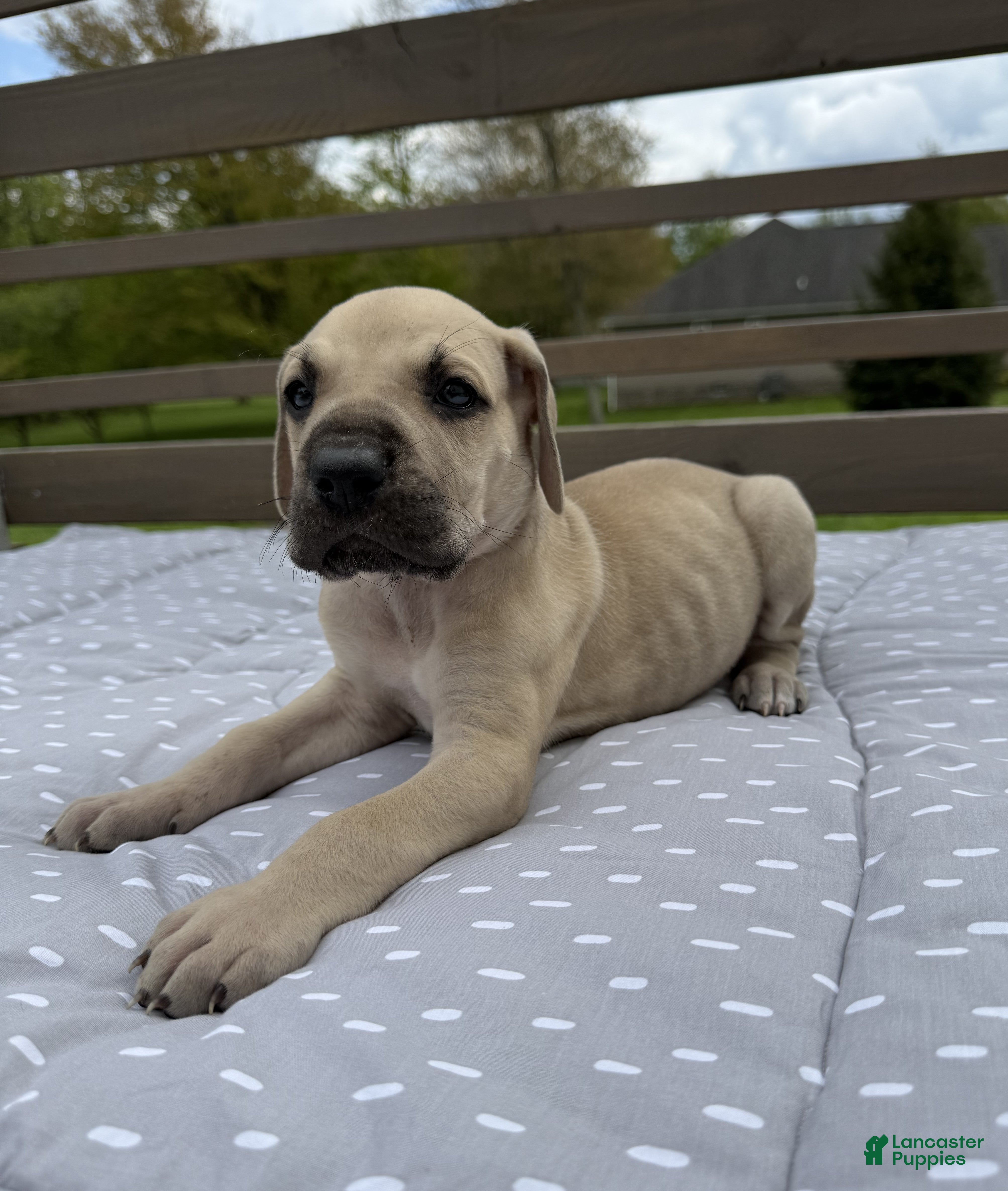 Great Dane dogs Orzo (Orange) - Ad 23
