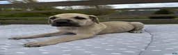 Great Dane dogs for sale: Orzo (Orange) - Ad 1