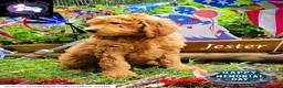 Goldendoodle dogs for sale: Jester - Ad 5