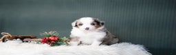 Miniature Australian Shepherd dogs for sale: Dustin - Ad 1