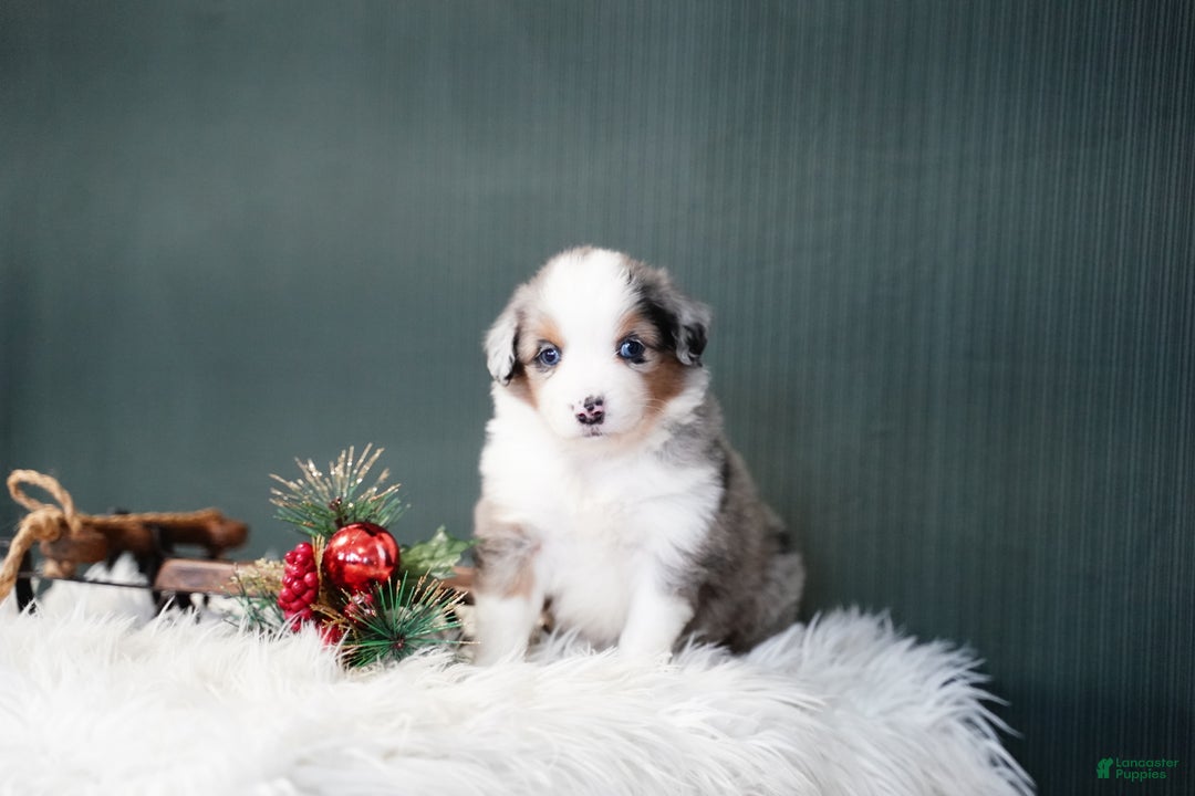 Miniature Australian Shepherd dogs for sale: Dustin - Ad 1
