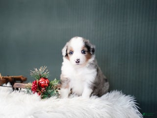 Miniature Australian Shepherd dogs Dustin - Ad 6