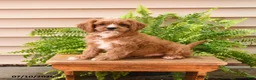 Cavapoo dogs for sale: Lance  - Ad 4