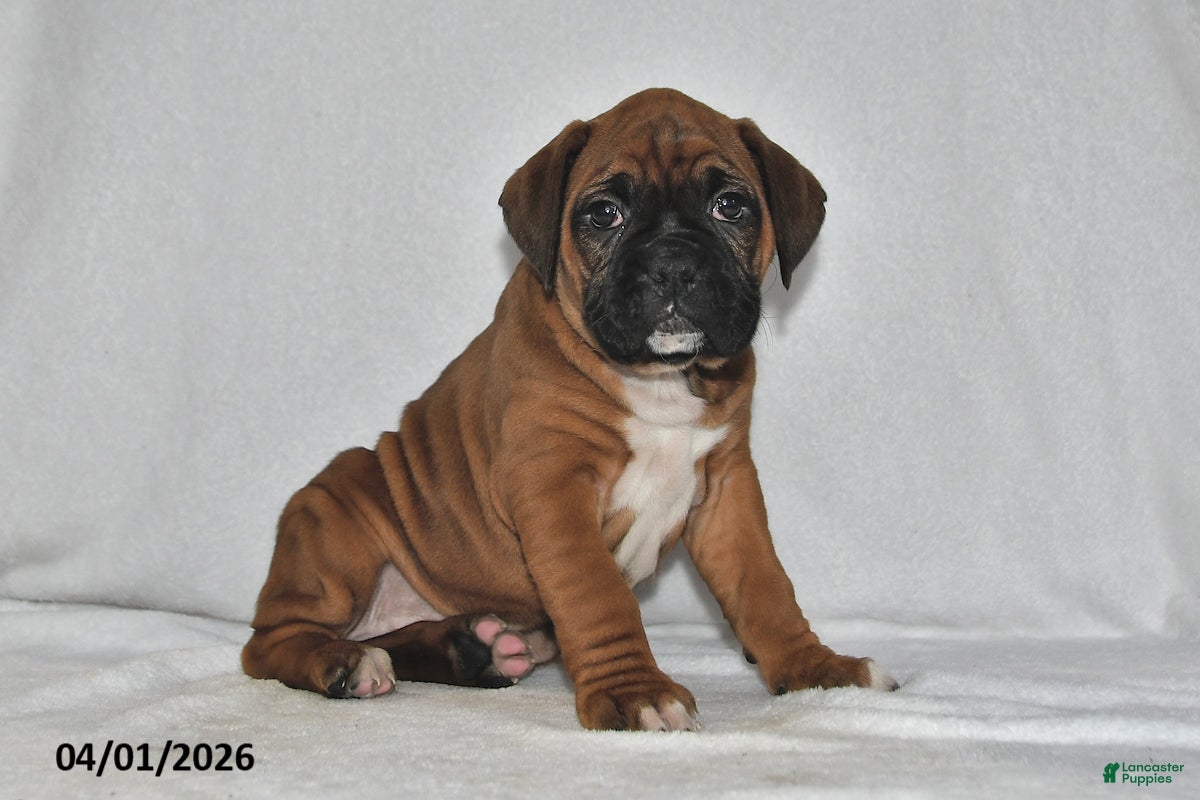 Boxer dogs Sage - Ad 1