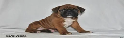 Boxer dogs for sale: Sage - Ad 1