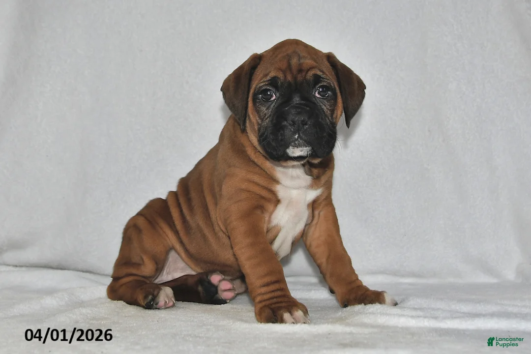 Boxer dogs for sale: Sage - Ad 1
