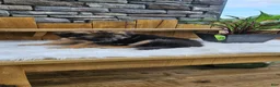 German Shepherd dogs for sale: German Shepherd 3 - Ad 13