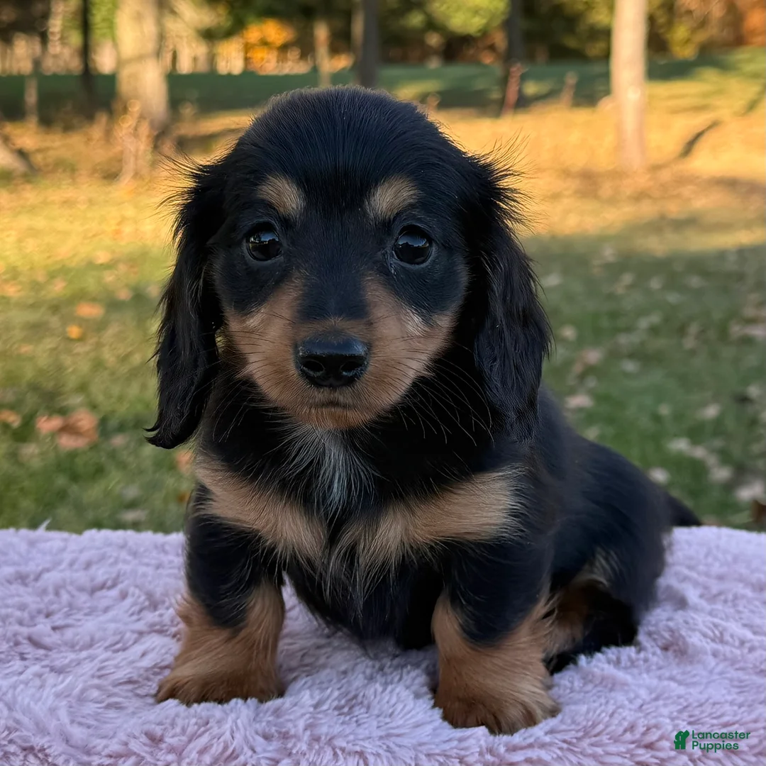 Miniature Dachshund dogs for sale: Emmy - Ad 1