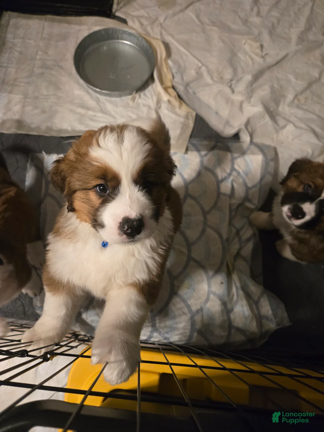 Mixed Breed dogs for sale: Princess - Ad 23