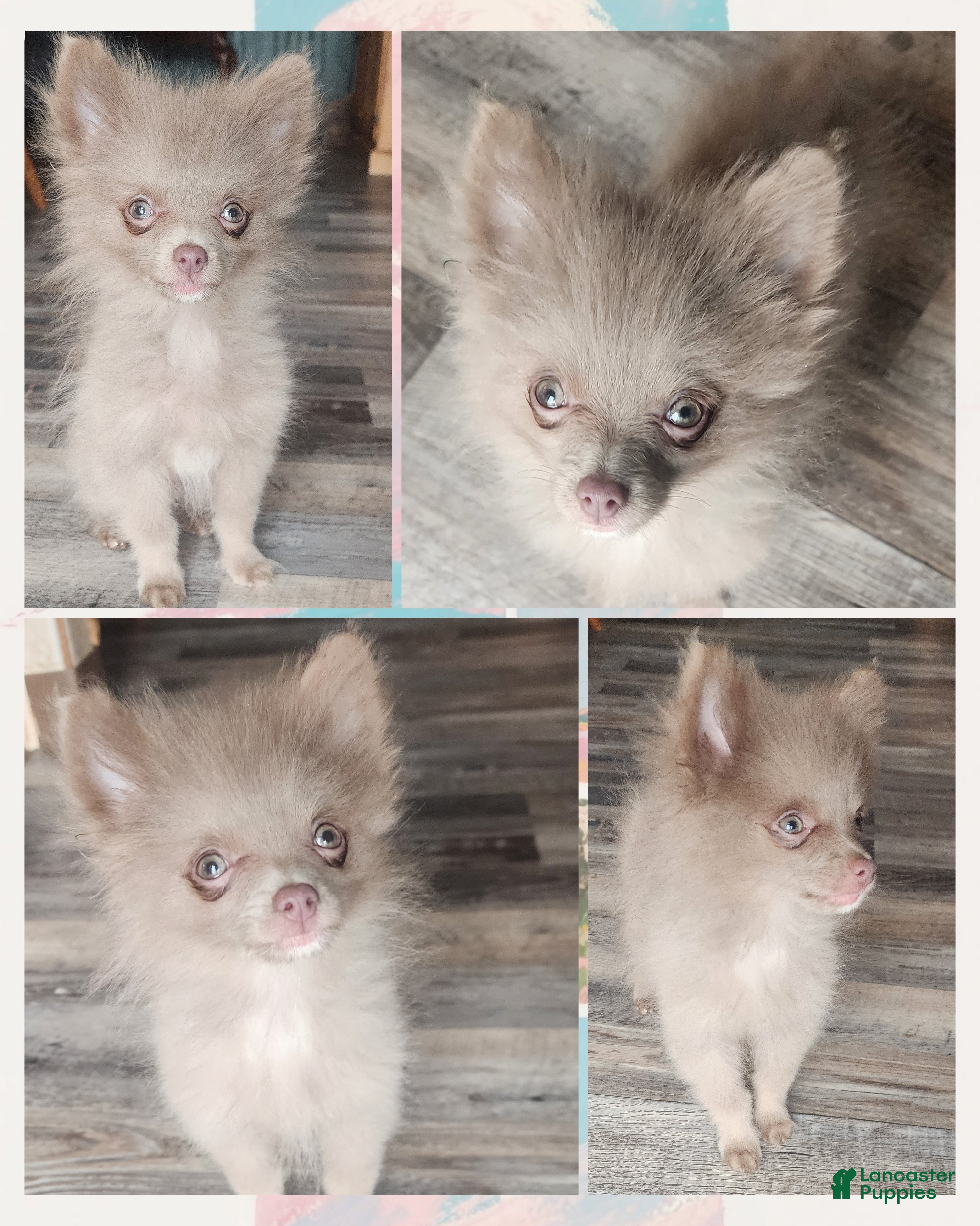 Pomeranian dogs  Puppy 1 - Ad 8