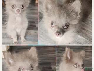 Pomeranian dogs Puppy 1 - Ad 8