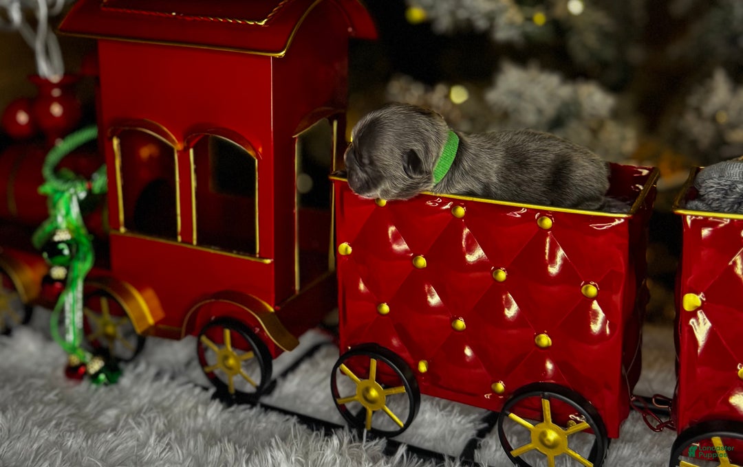 French Bulldog dogs for sale: ROMEO  - Ad 4