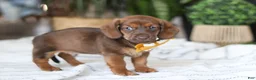 Miniature Dachshund dogs for sale: Chorizo - Ad 4