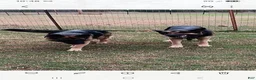 German Shepherd dogs for sale: Olive  - Ad 4
