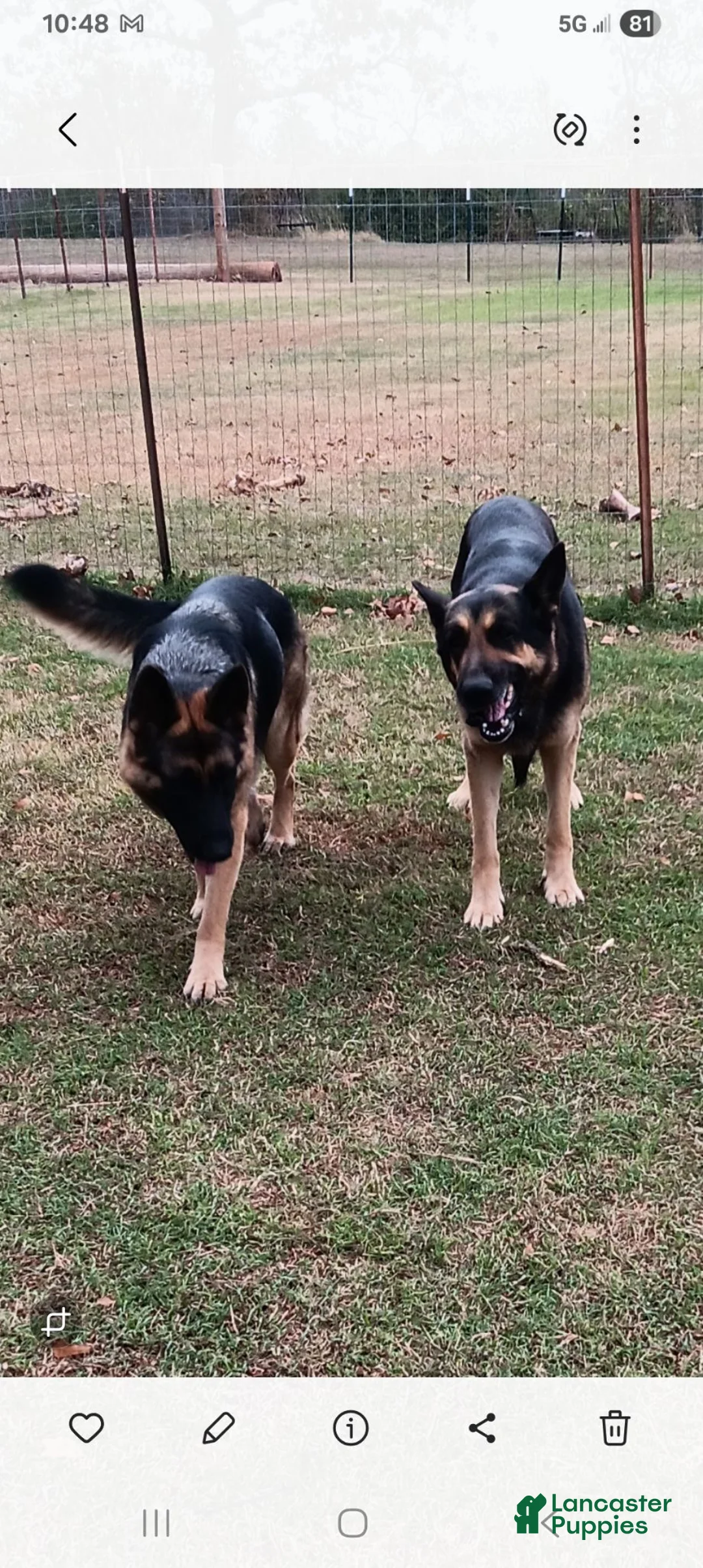 German Shepherd dogs for sale: Olive  - Ad 4