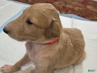 Borzoi dogs for sale: Chloe - Ad 2