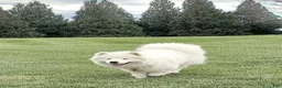 Samoyed dogs for sale: Ava - Ad 4