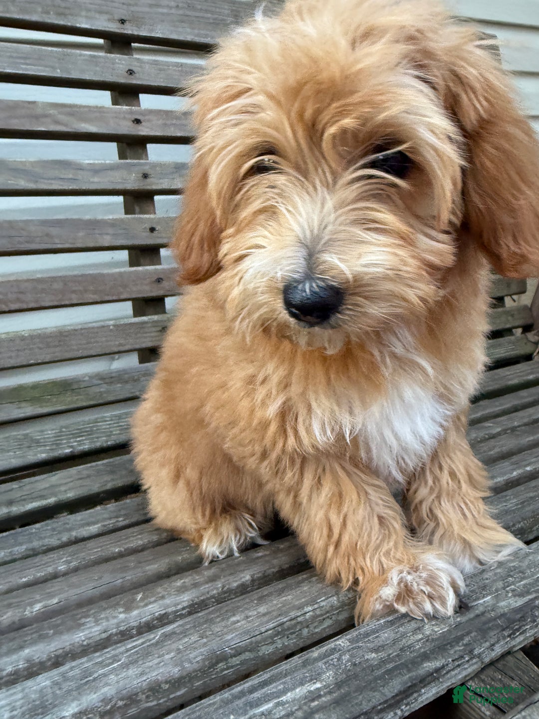 Mini Goldendoodle dogs for sale: Lindsey - Ad 3