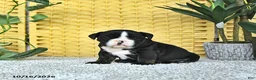 English Bulldog dogs for sale: Augie - Ad 4