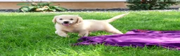 Golden Retriever dogs for sale: Twinkle - Ad 3