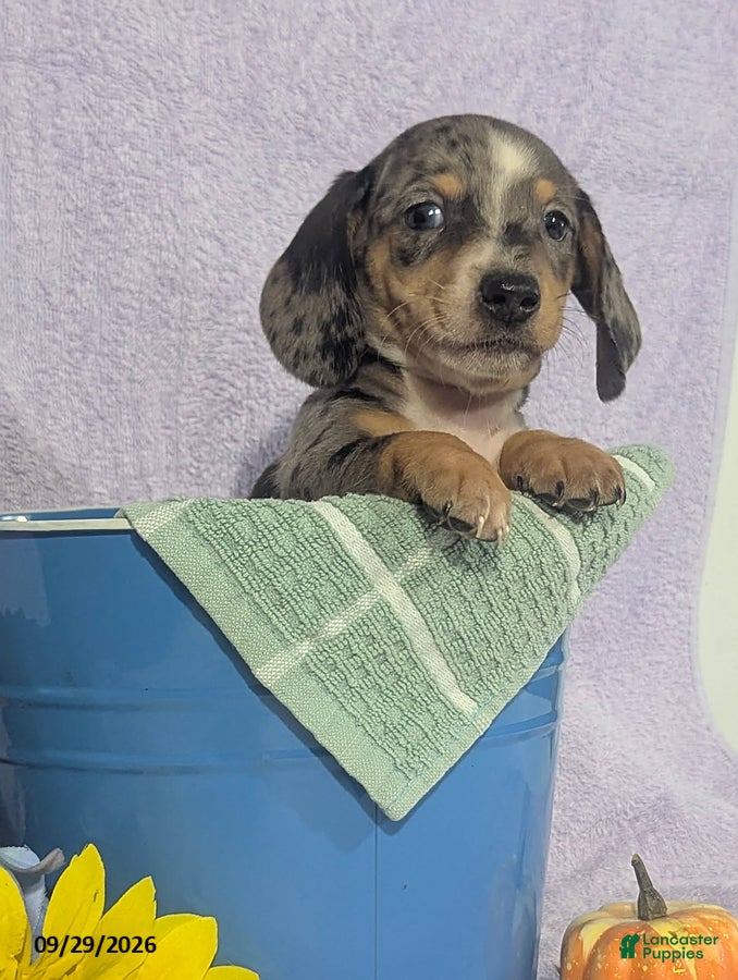 Dachshund dogs Larry Short - Ad 2