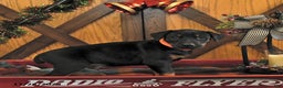Doberman Pinscher dogs for sale: Marshall - Ad 4
