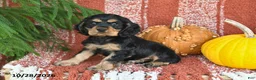 Cocker Spaniel dogs for sale: Lincoln - Ad 2