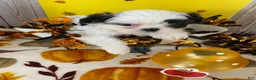 Shih Tzu dogs for sale: Shih Tzu 4 - Ad 10