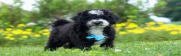 Mini Bernedoodle dogs for sale: Kobe - Ad 2
