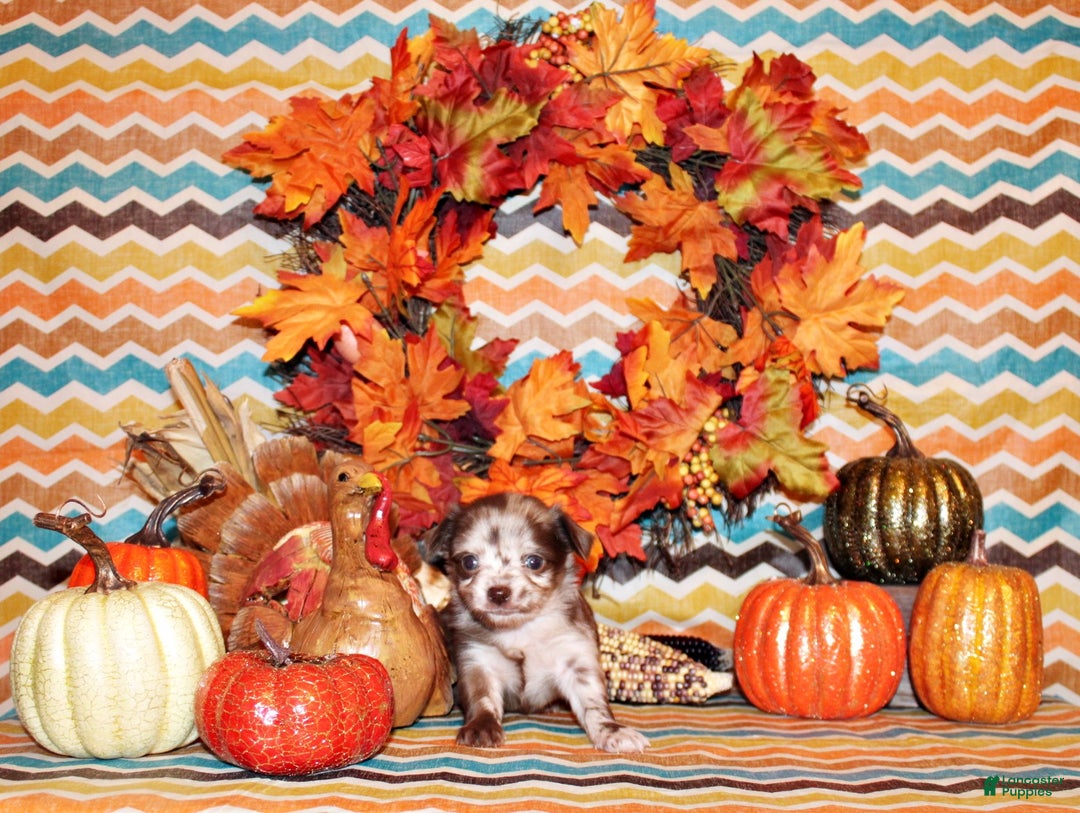 Chihuahua dogs for sale: Wilhelmina - Ad 2