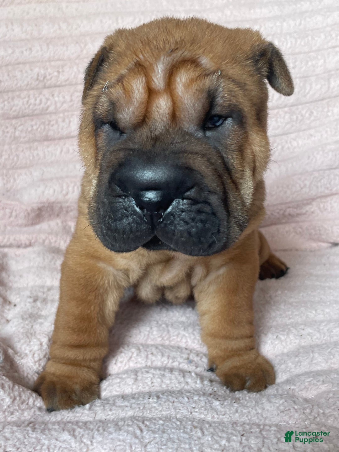 Gallery Image {{count}}