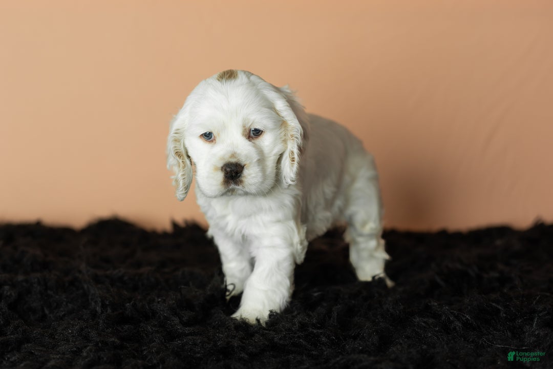 Cocker Spaniel dogs for sale: Banjo - Ad 4