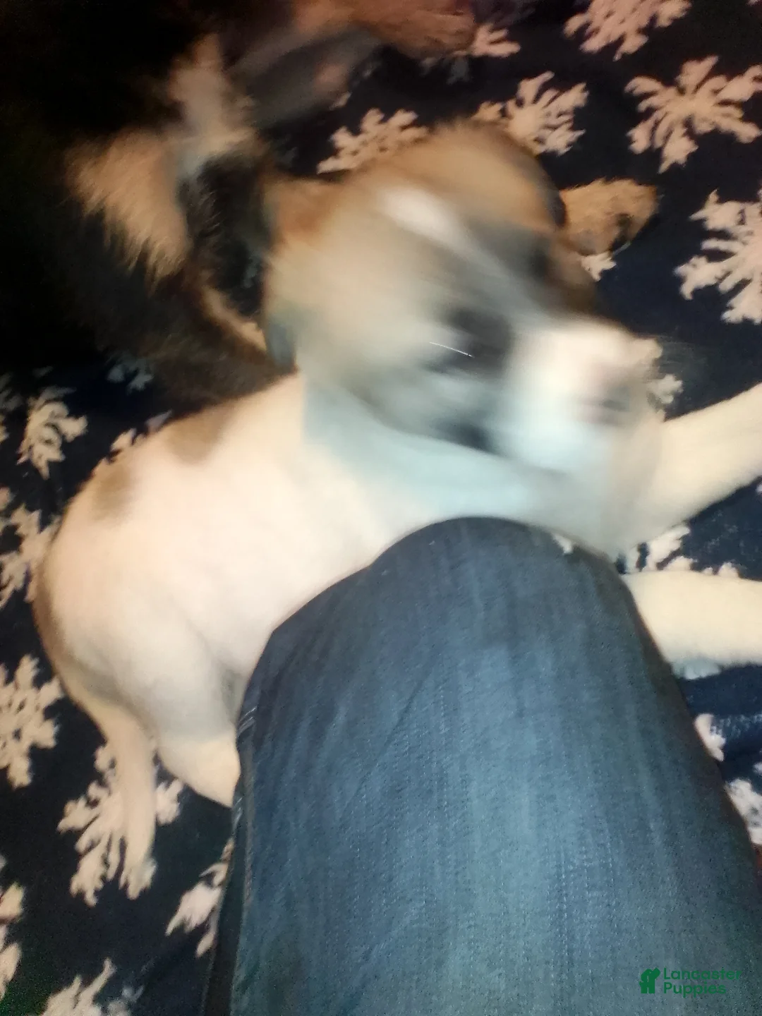 Mixed Breed dogs for sale: BABY JOJO  - Ad 36