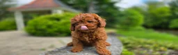 Cavapoo dogs for sale: Henry - Ad 5